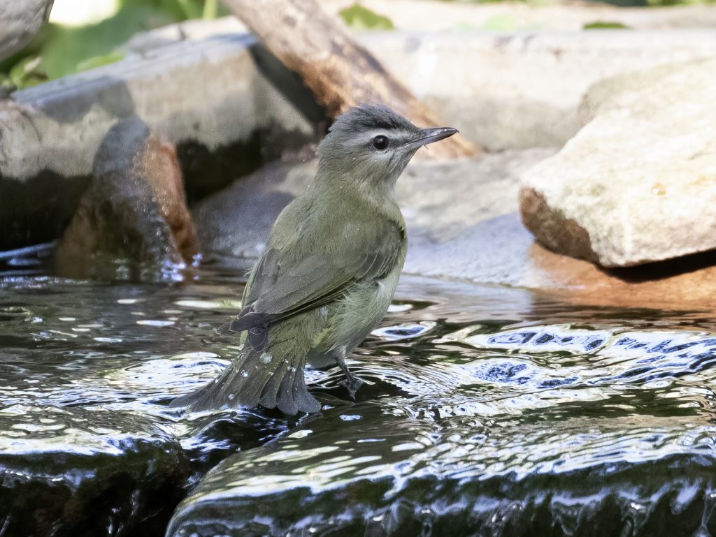 Red-eyed Vireo in Sarpy Co 4 Sep 2020 by Phil Swanson