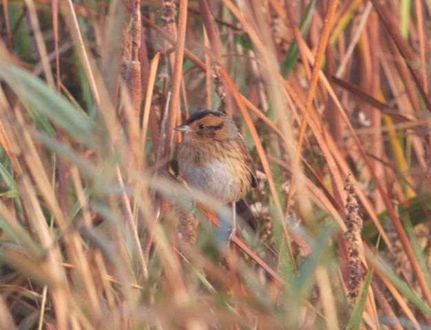 Nelson's Sparrow in Lancaster Co 6 Oct 2021 by Stephen Brenner
