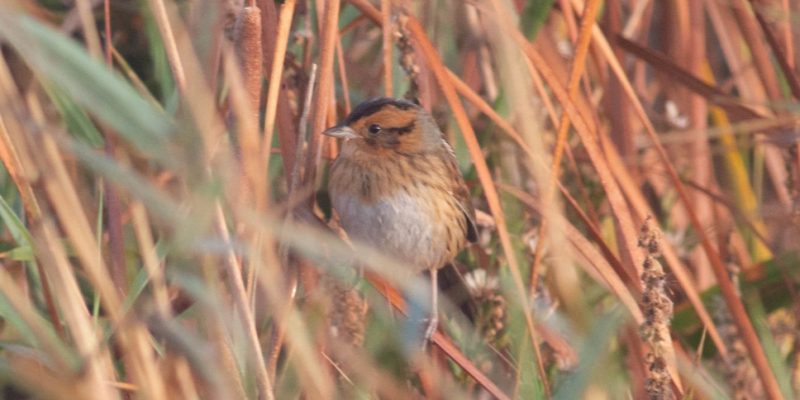 Nelson's Sparrow in Lancaster Co 6 Oct 2021 by Stephen Brenner