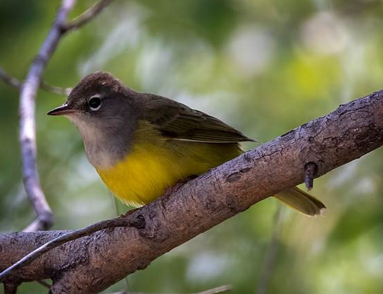MacGillivray's Warbler in Sioux Co 31 Aug 2021 by Brian Peterson