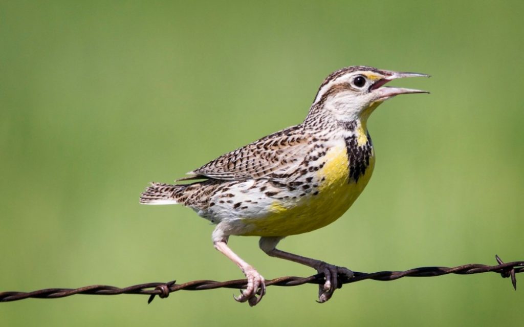 Eastern x Western Meadowlark (hybrid) in Cherry Co 26 May 2016 by Brian Peterson.  The observer commented "Suggested by outside reviewer that this photo is possibly a hybrid Western x Eastern Meadowlark. Photo shows spotted flanks of Western, and pale facial pattern of Eastern".