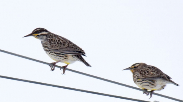 Eastern x Western Meadowlark (hybrid; left) in Scotts Bluff Co 29 Nov 2019 by Steven Mlodinow.  The observer's description states: "Head striping bold for WEME as is side markings. Face pale for WEME. Side markings not quite right for EAME, and malar more like WEME but with an area of bright white posteriorly".