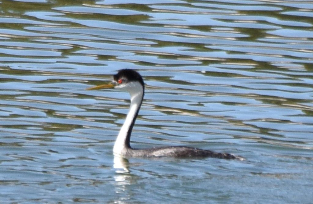 Western x Clark's Grebe in Keith Co 13 Oct 2020 by Steven Mlodinow