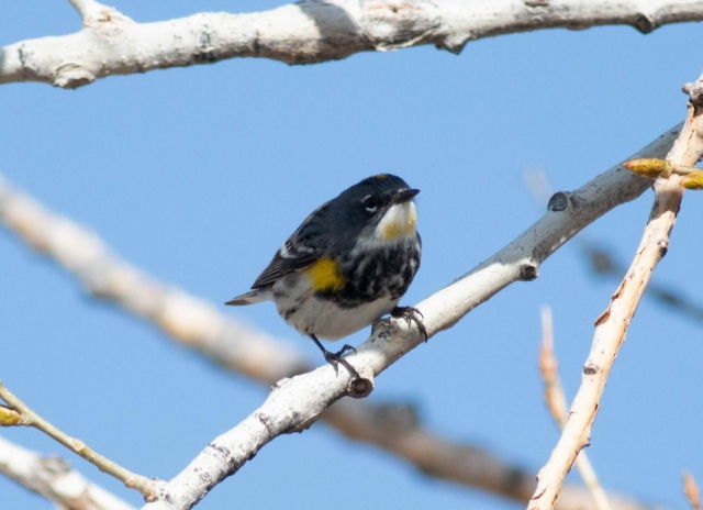 Myrtle x Audubon's Warbler (hybrid) in Kimball Co 1 May 2022 by Stephen Brenner