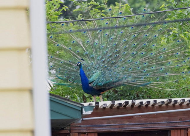 Indian Peafowl in Douglas County 7 Jun 2023 by Mary Clausen