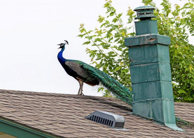 Indian Peafowl in Douglas County 8 Jun 2023 by Mary Clausen