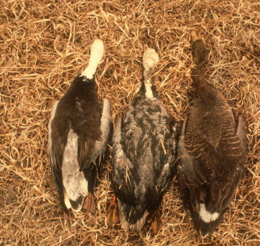 Emperor Goose specimen (middle) with Greater White-fronted and Snow Geese collected in Clay County 17 March 1997
