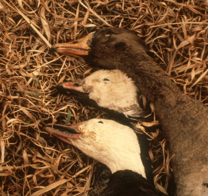 Emperor Goose specimen (middle) with Greater White-fronted and Snow Geese collected in Clay County 17 March 1997