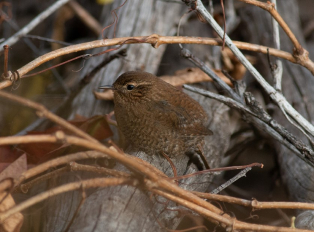 Pacific Wren in Scotts Bluff Co 13 Oct 2023 by Stephen Brenner