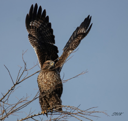 Red-tailed x Rough-legged Hawk (hybrid) in Sarpy Co 14 Dec 2023 by Steve Krout