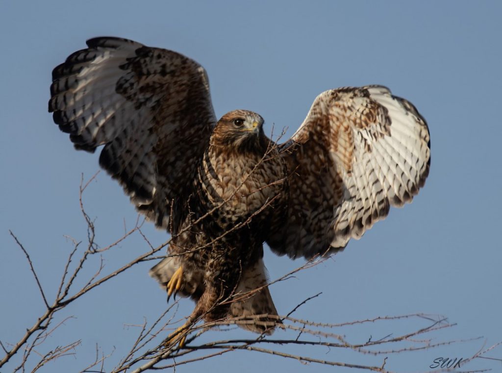 Red-tailed x Rough-legged Hawk (hybrid) – Birds of Nebraska – Online