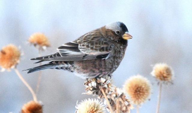 Gray-crowned x Black Rosy-Finch (hybrid) in Sioux Co 9 Jan 2024 by Steven Mlodinow