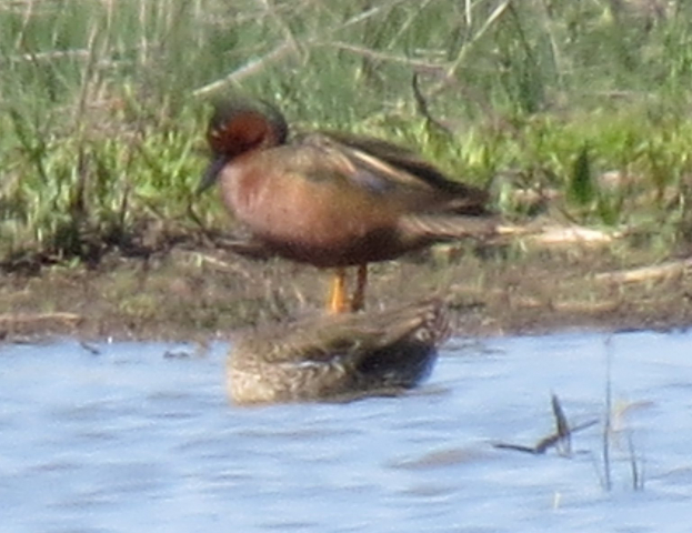 Cinnamon x Green-winged Teal in Thayer Co 7 May 2017