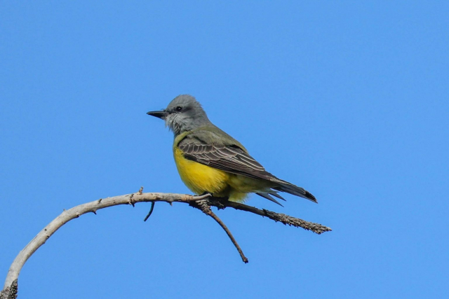 Couch's Kingbird in Lincoln Co 17 Dec 2024 by Boni Edwards