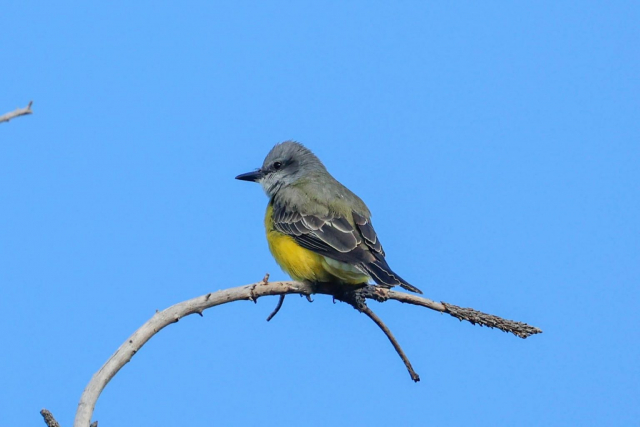 Couch's Kingbird in Lincoln Co 17 Dec 2024 by Boni Edwards