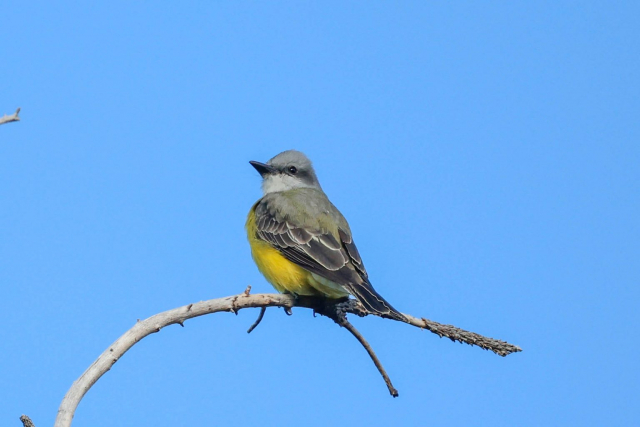 Couch's Kingbird in Lincoln Co 17 Dec 2024 by Boni Edwards