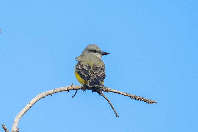 Couch's Kingbird in Lincoln Co 17 Dec 2024 by Boni Edwards