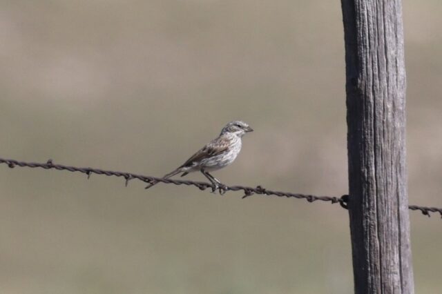 sagebrush Sparrow in Kimball Co 19 Aug 2025 by Michael Willison