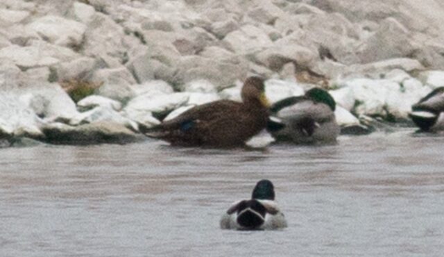 Mexican Duck in Scotts Bluff Co 30 Oct 2024 by Stephen Brenner