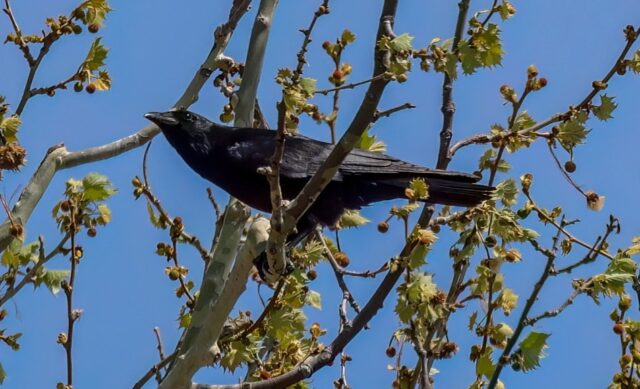 Fish Crow in Jefferson Co 17 Apr 2026 by Phil Swanson