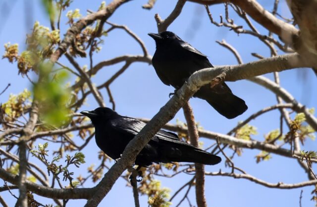 Fish Crow in Jefferson Co 17 Apr 2026 by Phil Swanson