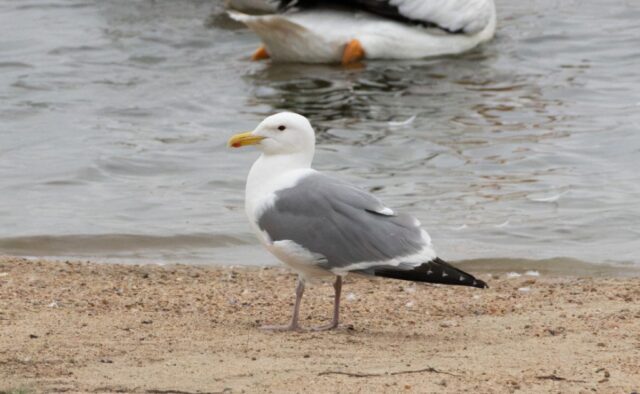 Possible Vega Gull (under NOURC review) in Lancaster Co 19 Sep 2026 by Tobin Brown