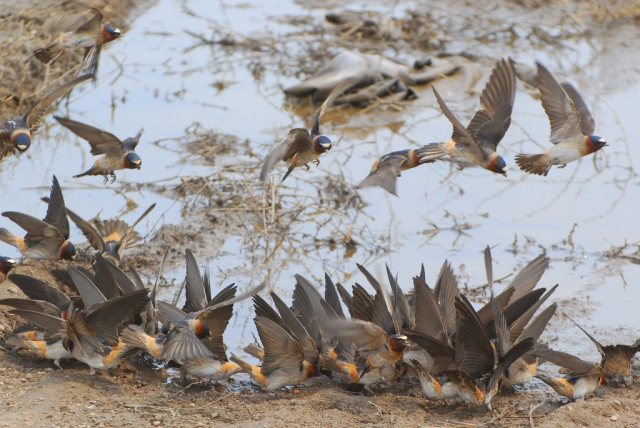 Cliff Swallows in Keith Co May 2012 by Joel G. Jorgensen
