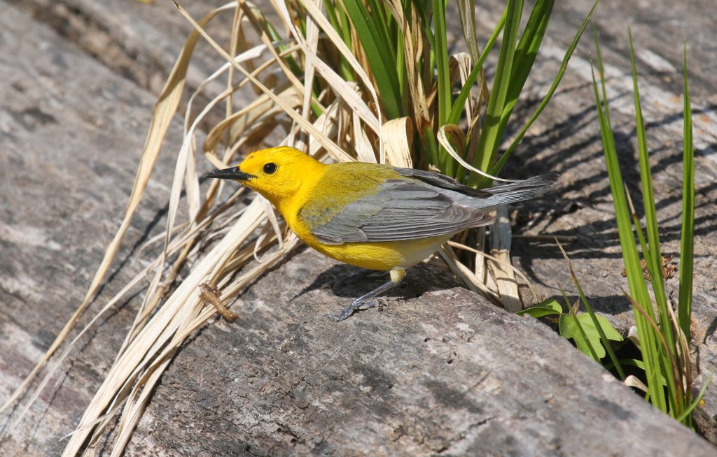 Prothonotary Warbler at Fontenelle Forest, Sarpy Co 3 May 2009 by Phil Swanson